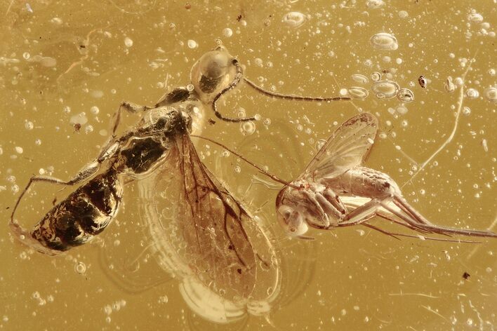 Detailed Fossil Fungus Gnat and Wasp In Baltic Amber #275365